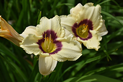 Raspberry Candy Daylily (Hemerocallis 'Raspberry Candy') at Lakeshore Garden Centres