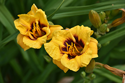 Lightning Bug Daylily (Hemerocallis 'Lightning Bug') at Lakeshore Garden Centres