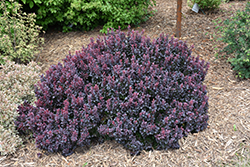 Concorde Japanese Barberry (Berberis thunbergii 'Concorde') at Peter Knippel Garden Centre