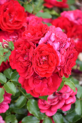 Paint The Town Rose (Rosa 'Paint The Town') at Lakeshore Garden Centres