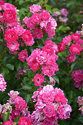 Little Mischief Rose (Rosa 'Little Mischief') at Lakeshore Garden Centres