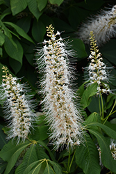 Bottlebrush Buckeye (Aesculus parviflora) at Lakeshore Garden Centres