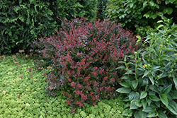 Crimson Ruby Barberry (Berberis thunbergii 'Criruzam') at Lakeshore Garden Centres