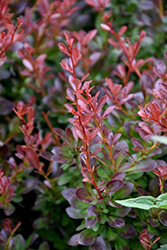 Cabernet Japanese Barberry (Berberis thunbergii 'Cabernet') at Lakeshore Garden Centres