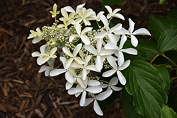 Great Star Hydrangea (Hydrangea paniculata 'Le Vasterival') at Lakeshore Garden Centres