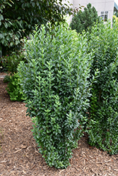Straight Talk Privet (Ligustrum vulgare 'Swift') at Lakeshore Garden Centres