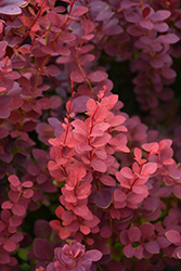 Ruby Carousel Japanese Barberry (Berberis thunbergii 'Bailone') at A Very Successful Garden Center