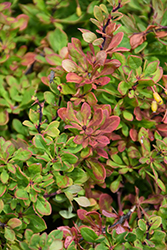 Moscato Barberry (Berberis thunbergii 'BailAnna') at Lakeshore Garden Centres