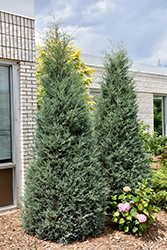 Sky High Juniper (Juniperus scopulorum 'Bailigh') at Lakeshore Garden Centres
