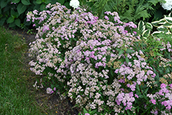 Flowering Choice Spirea (Spiraea x bumalda 'Flowering Choice') at Lakeshore Garden Centres