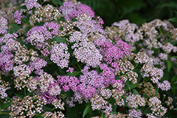 Flowering Choice Spirea (Spiraea x bumalda 'Flowering Choice') at Lakeshore Garden Centres
