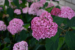 Bella Anna Hydrangea (Hydrangea arborescens 'Bella Anna') at Lakeshore Garden Centres