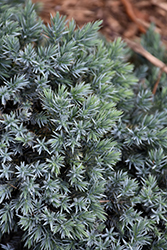 Blue Star Juniper (Juniperus squamata 'Blue Star') at The Mustard Seed