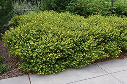 Ames St. John's Wort (Hypericum kalmianum 'Ames') at Lakeshore Garden Centres