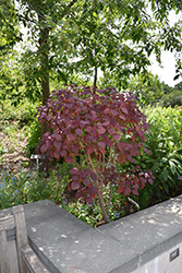 Caribbean Copper Plant (Euphorbia cotinifolia) at Lakeshore Garden Centres
