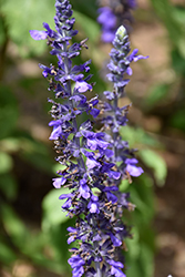 Indigo Spires Sage (Salvia 'Indigo Spires') at Lakeshore Garden Centres