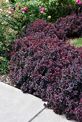 Concorde Japanese Barberry (Berberis thunbergii 'Concorde') at Peter Knippel Garden Centre