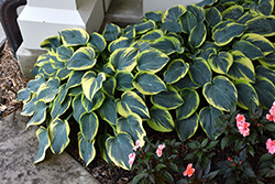 First Frost Hosta (Hosta 'First Frost') at A Very Successful Garden Center