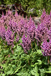 Visions Astilbe (Astilbe chinensis 'Visions') at Peter Knippel Garden Centre