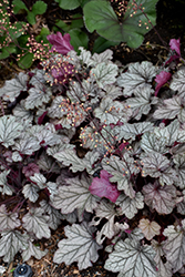 Spellbound Coral Bells (Heuchera 'Spellbound') at Lakeshore Garden Centres