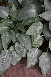 Blue Arrow Hosta (Hosta 'Blue Arrow') at Lakeshore Garden Centres