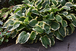 Diana Remembered Hosta (Hosta 'Diana Remembered') at Lakeshore Garden Centres