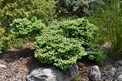 Dwarf Japanese Larch (Larix kaempferi 'Nana') at Lakeshore Garden Centres