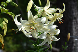 Sweet Surrender Lily (Lilium 'Sweet Surrender') at Lakeshore Garden Centres