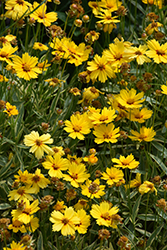 Tequila Sunrise Tickseed (Coreopsis 'Tequila Sunrise') at Peter Knippel Garden Centre