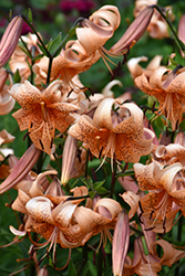 Sally Lily (Lilium 'Sally') at Lakeshore Garden Centres