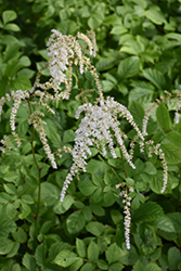 Professor Van Der Wielen Astilbe (Astilbe 'Professor Van Der Wielen') at Lakeshore Garden Centres