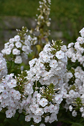 Flower Power Meadow Phlox (Phlox maculata 'Flower Power') at Lakeshore Garden Centres