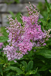 Venusta Queen Of The Prairie (Filipendula rubra 'Venusta') at Peter Knippel Garden Centre