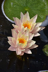 Peace Lily Hardy Water Lily (Nymphaea 'Peace Lily') at Lakeshore Garden Centres