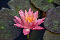 Wanvisa Hardy Water Lily (Nymphaea 'Wanvisa') at Lakeshore Garden Centres