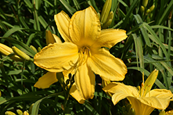 Golden Wheels Daylily (Hemerocallis 'Golden Wheels') at Lakeshore Garden Centres
