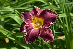 Born To Reign Daylily (Hemerocallis 'Born To Reign') at Lakeshore Garden Centres