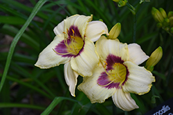 Pandora's Box Daylily (Hemerocallis 'Pandora's Box') at Lakeshore Garden Centres