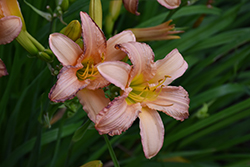 Stella's Ruffled Fingers Daylily (Hemerocallis 'Stella's Ruffled Fingers') at Lakeshore Garden Centres