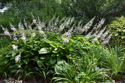 Satin Beauty Hosta (Hosta 'Satin Beauty') at Lakeshore Garden Centres