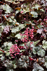 Mysteria Coral Bells (Heuchera 'Mysteria') at Lakeshore Garden Centres