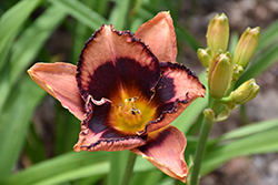 Eyes On The Prize Daylily (Hemerocallis 'Eyes On The Prize') at Lakeshore Garden Centres