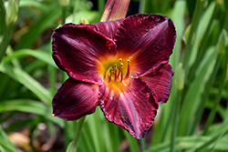 Tuscawilla Blackout Daylily (Hemerocallis 'Tuscawilla Blackout') at Lakeshore Garden Centres
