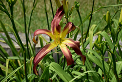 Red Zeppelin Daylily (Hemerocallis 'Red Zeppelin') at Lakeshore Garden Centres