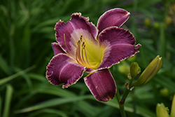 Chicago Regal Daylily (Hemerocallis 'Chicago Regal') at Lakeshore Garden Centres