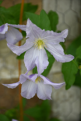 Blekitny Aniol Clematis (Clematis 'Blekitny Aniol') at Lakeshore Garden Centres