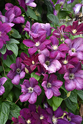 Monte Cassino Clematis (Clematis 'Monte Cassino') at Lakeshore Garden Centres