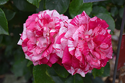 Rock And Roll Rose (Rosa 'WEKgobnez') at Lakeshore Garden Centres