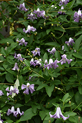 Betty Corning Clematis (Clematis viticella 'Betty Corning') at Golden Acre Home & Garden