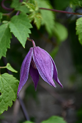 Betina Alpine Clematis (Clematis alpina 'Betina') at Lakeshore Garden Centres